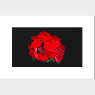 Poinsettia red winter festive flower arrangement bouquet Posters and Art